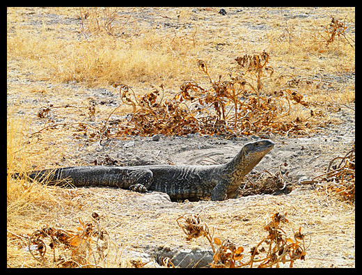 varan des savanes